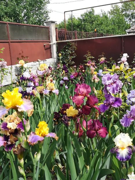  - Iriși 2021 partea a 2 a