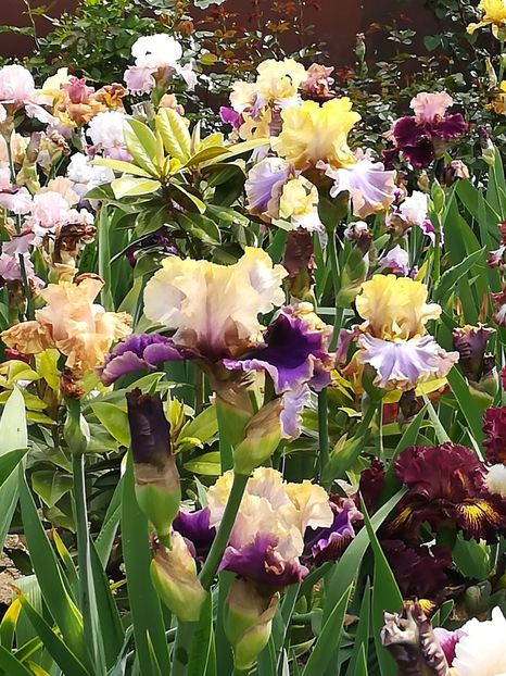  - Iriși 2021 partea a 2 a