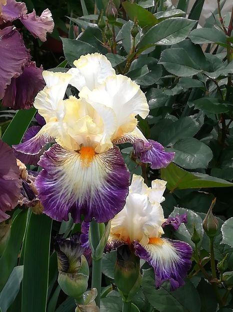  - Iriși 2021 partea a 2 a