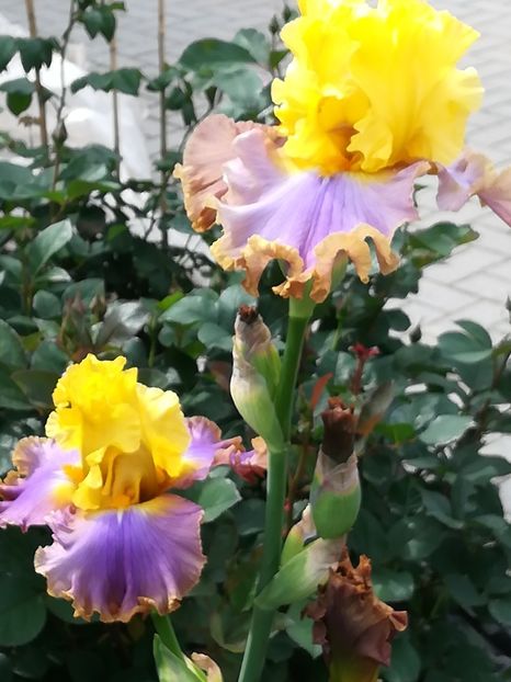  - Iriși 2021 partea a 2 a