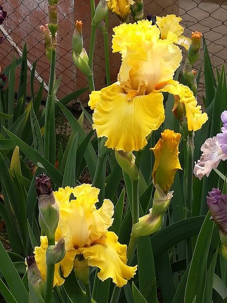  - Iriși 2021 partea a 2 a