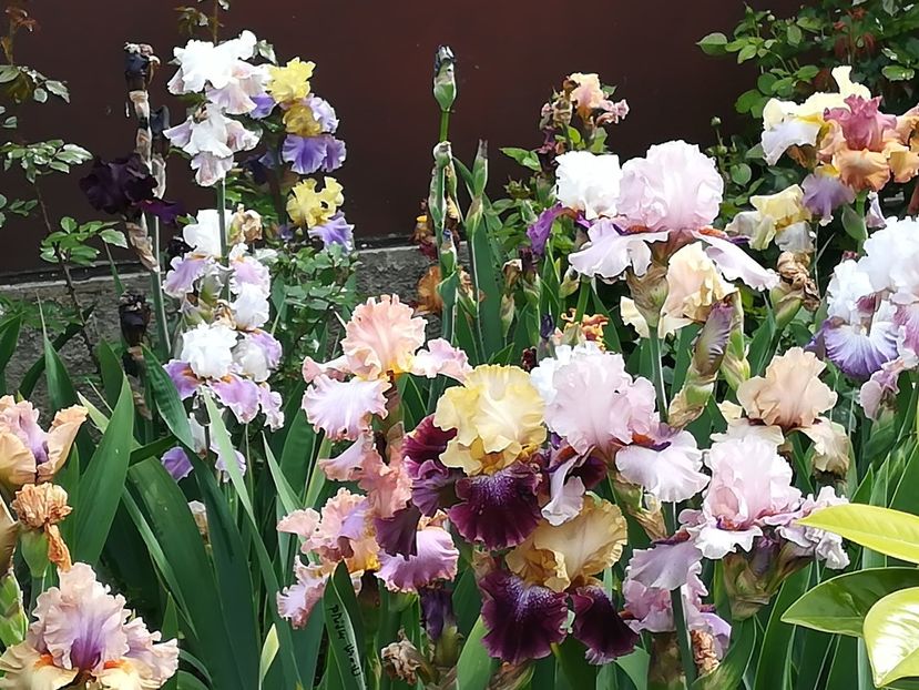  - Iriși 2021 partea a 2 a