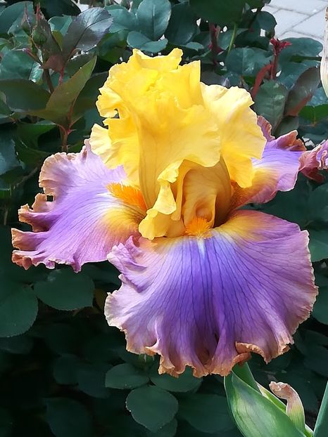  - Iriși 2021 partea a 2 a