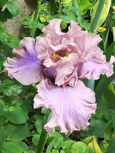  - Iriși 2021 partea a 2 a