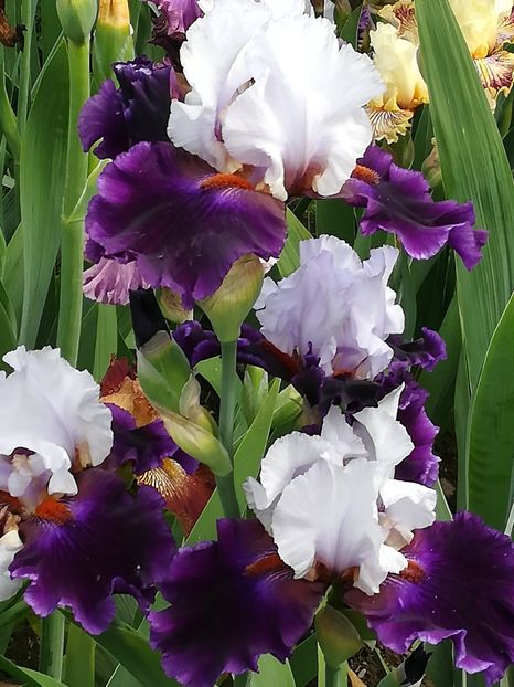  - Iriși 2021 partea a 2 a