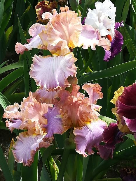  - Iriși 2021 partea a 2 a