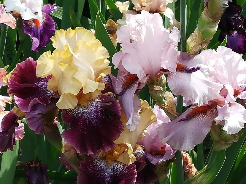  - Iriși 2021 partea a 2 a