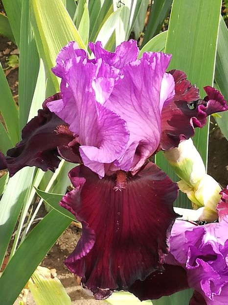  - Iriși 2021 partea a 2 a