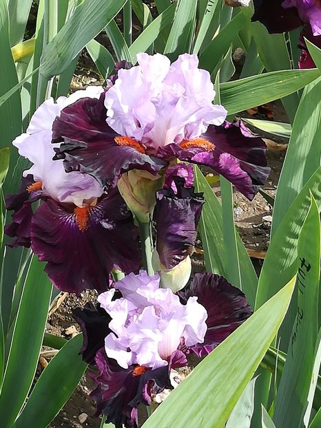  - Iriși 2021 partea a 2 a