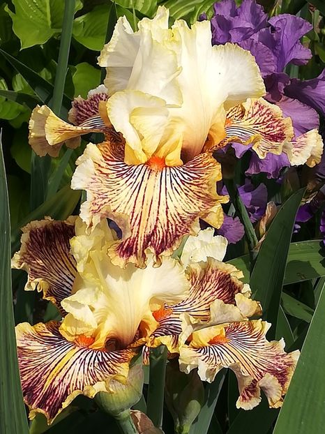  - Iriși 2021 partea a 2 a