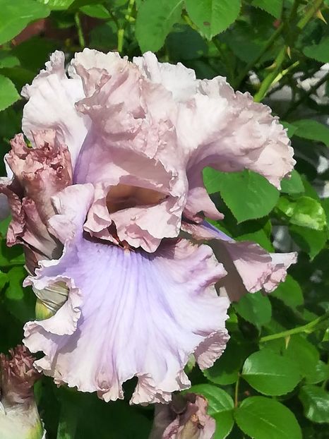  - Iriși 2021 partea a 2 a