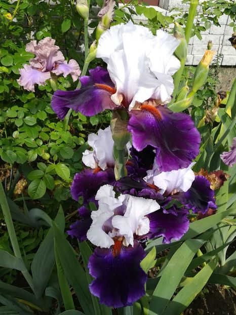  - Iriși 2021 partea a 2 a