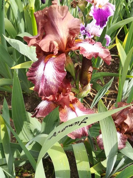  - Iriși 2021 partea a 2 a