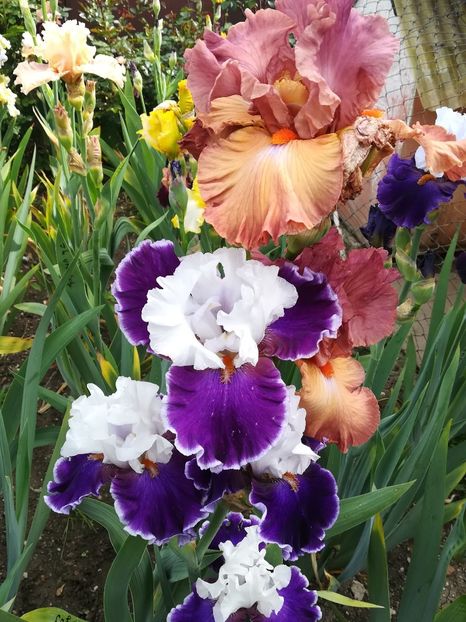  - Iriși 2021 partea a 2 a