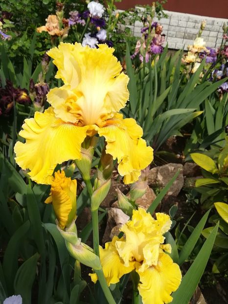  - Iriși 2021 partea a 2 a