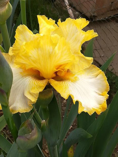  - Iriși 2021 partea a 2 a