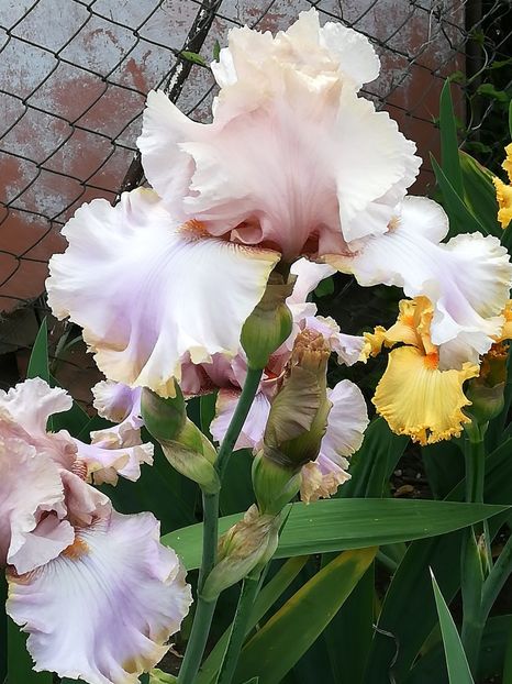  - Iriși 2021 partea a 2 a