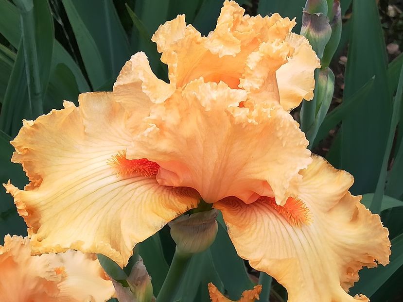  - Iriși 2021 partea a 2 a