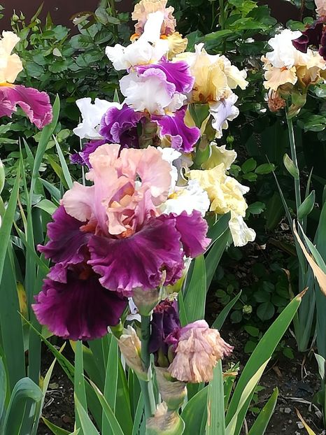  - Iriși 2021 partea a 2 a