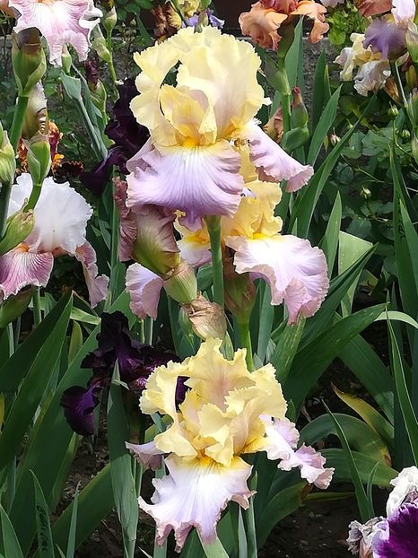  - Iriși 2021 partea a 2 a