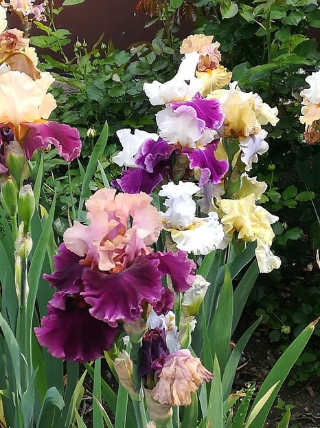  - Iriși 2021 partea a 2 a