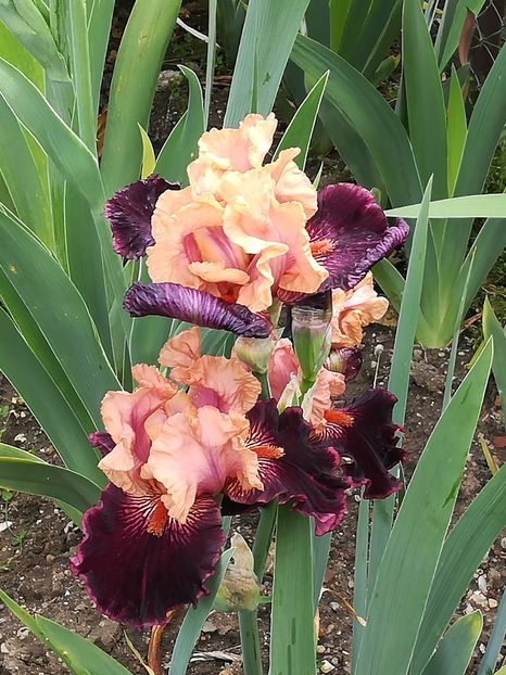  - Iriși 2021 partea a 2 a