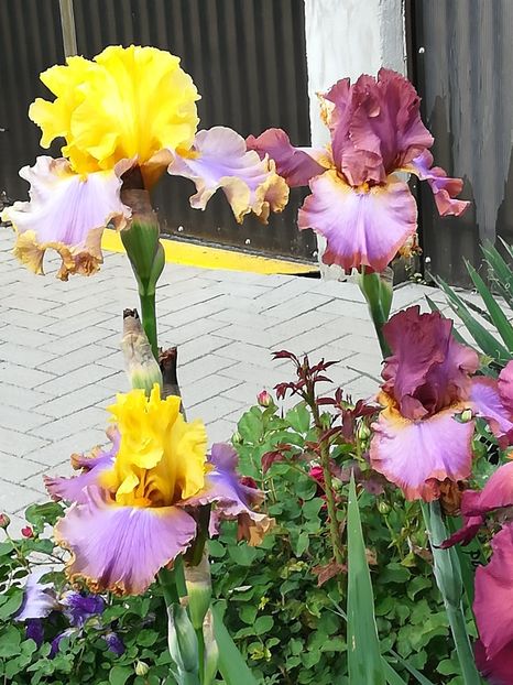  - Iriși 2021 partea a 2 a