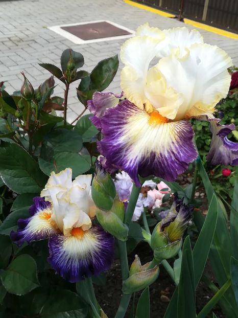  - Iriși 2021 partea a 2 a