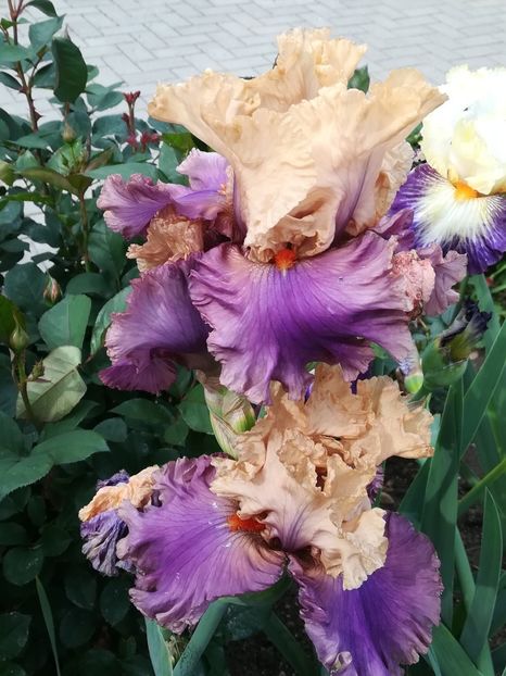  - Iriși 2021 partea a 2 a