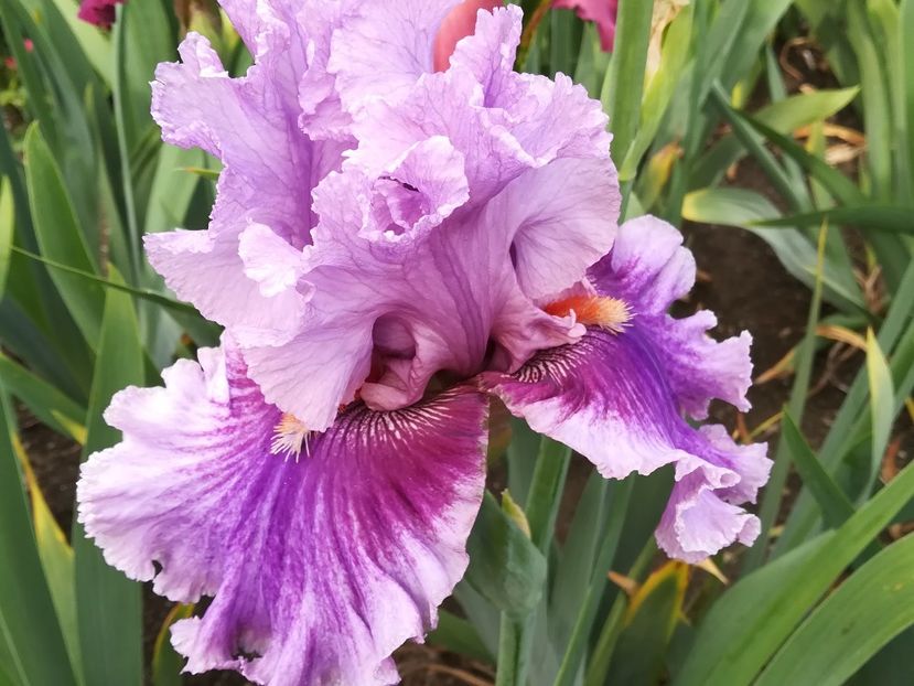  - Iriși 2021 partea a 2 a