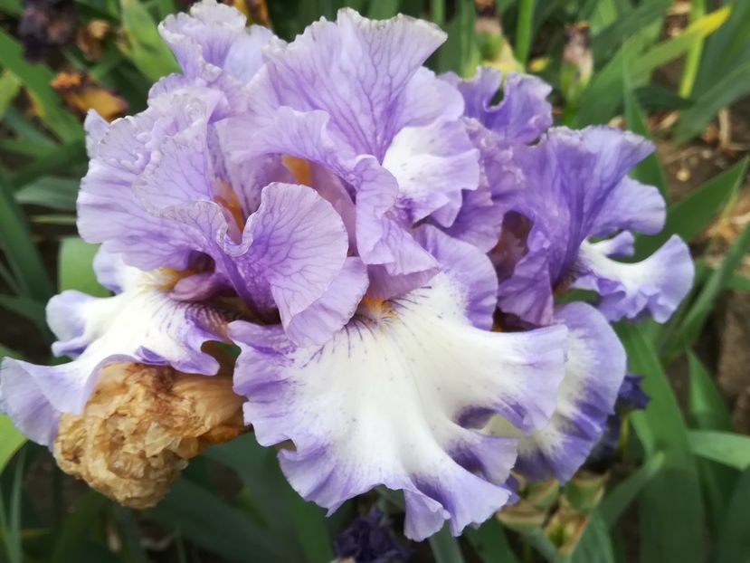  - Iriși 2021 partea a 2 a