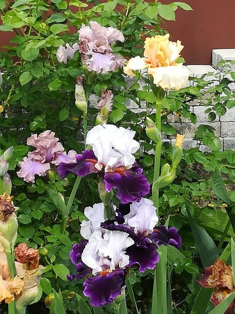  - Iriși 2021 partea a 2 a