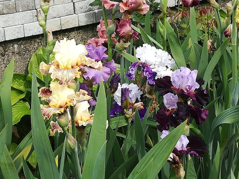  - Iriși 2021 partea a 2 a