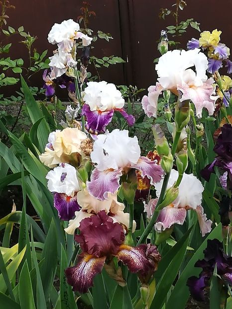  - Iriși 2021 partea a 2 a