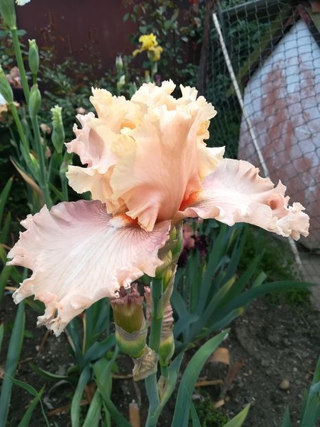  - Iriși 2021 partea a 2 a