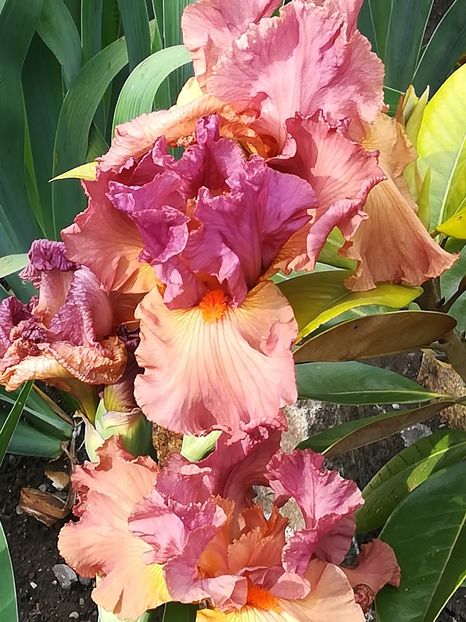  - Iriși 2021 partea a 2 a