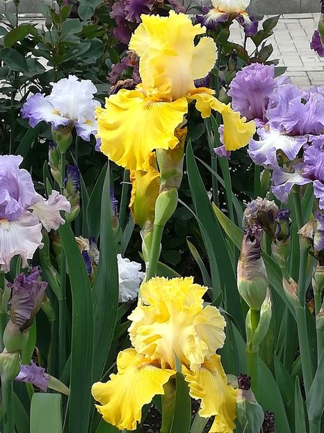  - Iriși 2021 partea a 2 a