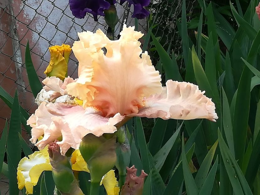  - Iriși 2021 partea a 2 a