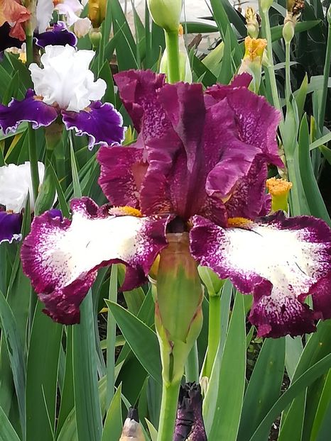  - Iriși 2021 partea a 2 a