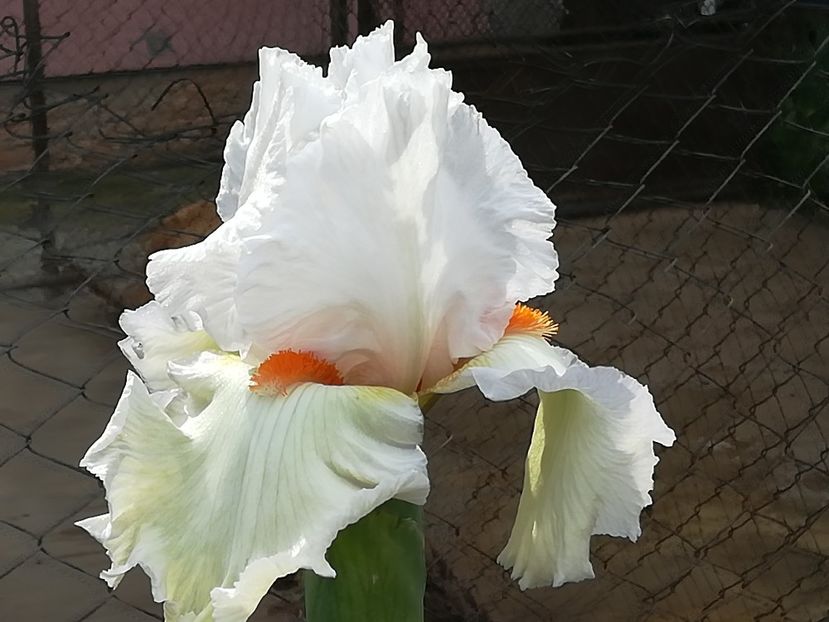  - Iriși 2021 partea a 2 a