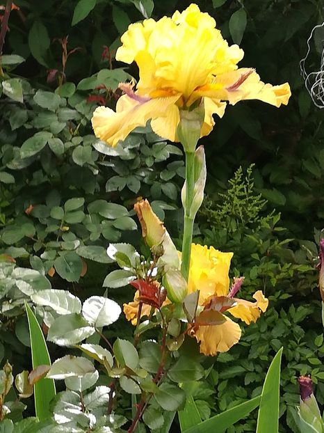  - Iriși 2021 partea a 2 a