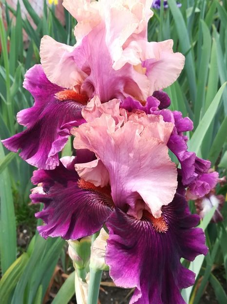  - Iriși 2021 partea a 2 a