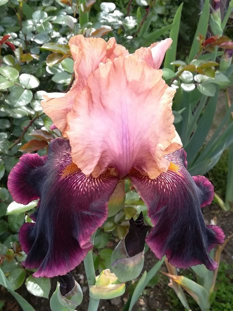  - Iriși 2021 partea a 2 a