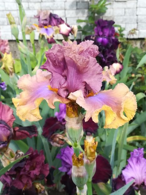  - Iriși 2021 partea a 2 a