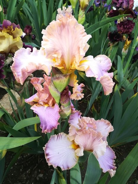  - Iriși 2021 partea a 2 a