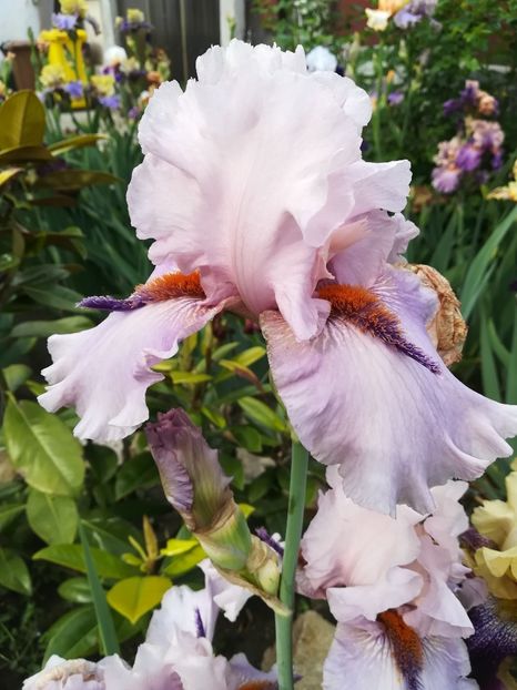  - Iriși 2021 partea a 2 a