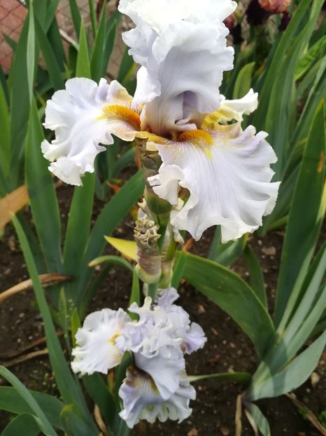  - Iriși 2021 partea a 2 a