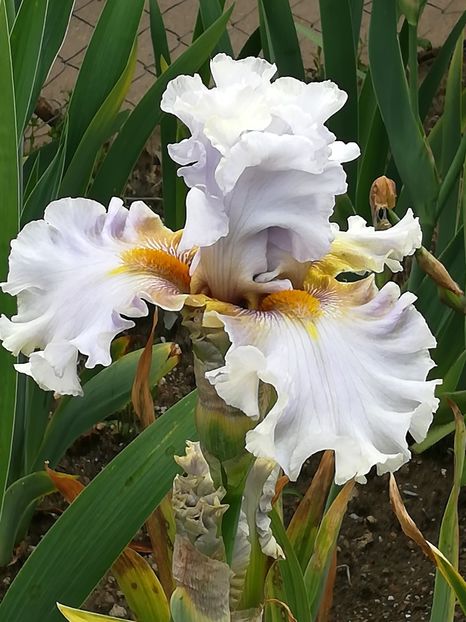  - Iriși 2021 partea a 2 a