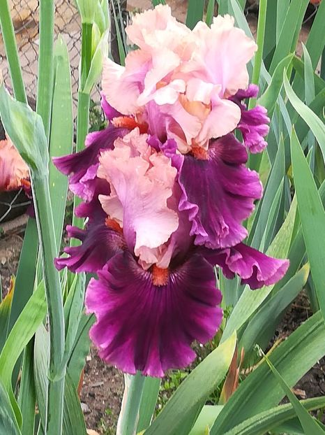  - Iriși 2021 partea a 2 a