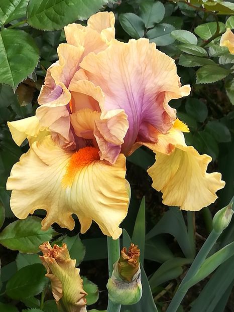  - Iriși 2021 partea a 2 a